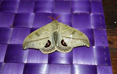 Leucanella viridescens