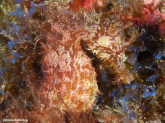 Hippocampus hippocampus