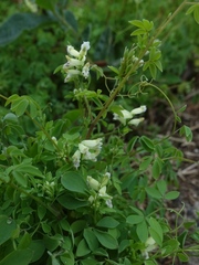 Ceratocapnos claviculata