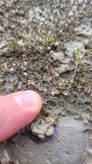 Crassula sinclairii