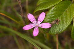 Dianthus deltoides deltoides