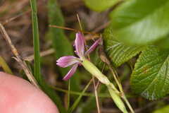Dianthus deltoides deltoides