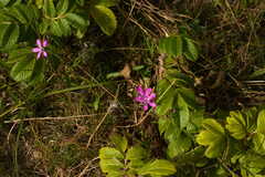 Dianthus deltoides deltoides