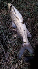 Pimelodus albicans