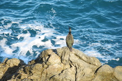 Gulosus aristotelis desmarestii