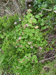 Pelargonium zonale