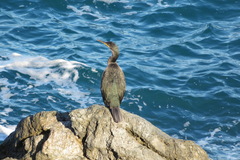 Gulosus aristotelis desmarestii