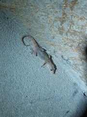 Hemidactylus murrayi
