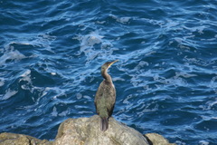 Gulosus aristotelis desmarestii