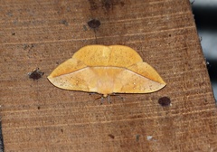 Lonomia obliqua