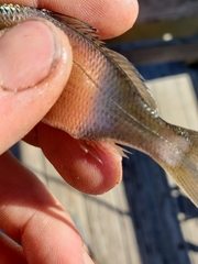 Eucinostomus