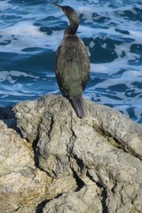 Gulosus aristotelis desmarestii