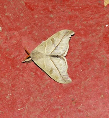 Leucanella