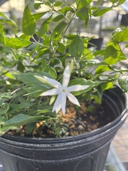 Jasminum multiflorum