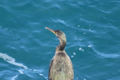 Gulosus aristotelis desmarestii