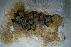 Cynopterus sphinx