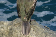 Gulosus aristotelis desmarestii