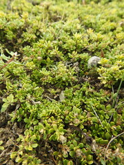 Baccharis magellanica