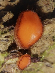 Scutellinia