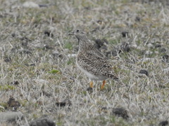 Thinocorus rumicivorus