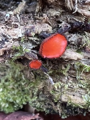 Scutellinia
