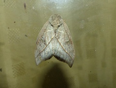 Leucanella viridescens