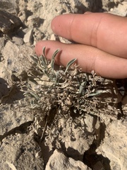 Physaria subumbellata