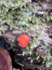 Scutellinia