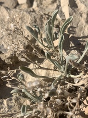 Physaria subumbellata