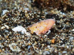 Apterichtus anguiformis