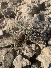 Physaria subumbellata