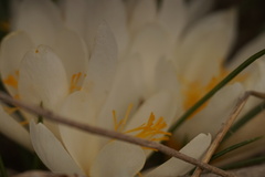 Crocus aleppicus
