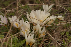 Crocus aleppicus