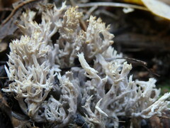 Clavulina cinerea