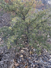 Quercus grisea