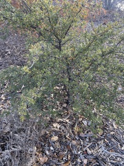 Quercus grisea