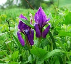 Iris aphylla
