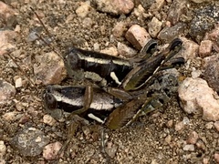 Paraidemona