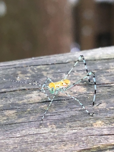 Photo of Giant Katydid (Stilpnochlora couloniana)