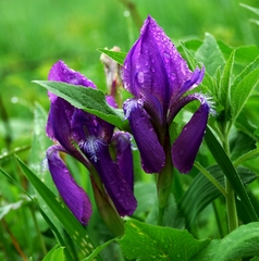Iris aphylla