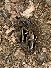 Paraidemona