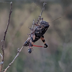 Agroecotettix modestus