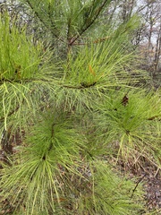Pinus