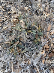 Astragalus mollissimus