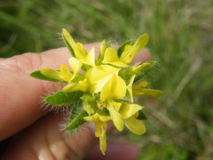 Leobordea