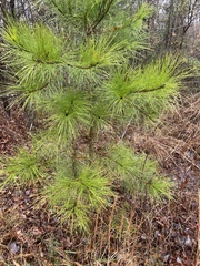 Pinus