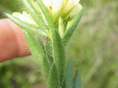 Leobordea