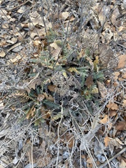 Astragalus mollissimus
