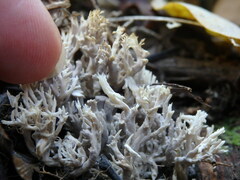 Clavulina cinerea