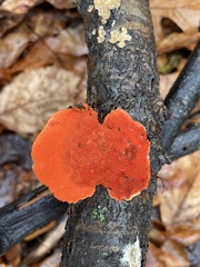 Trametes cinnabarina